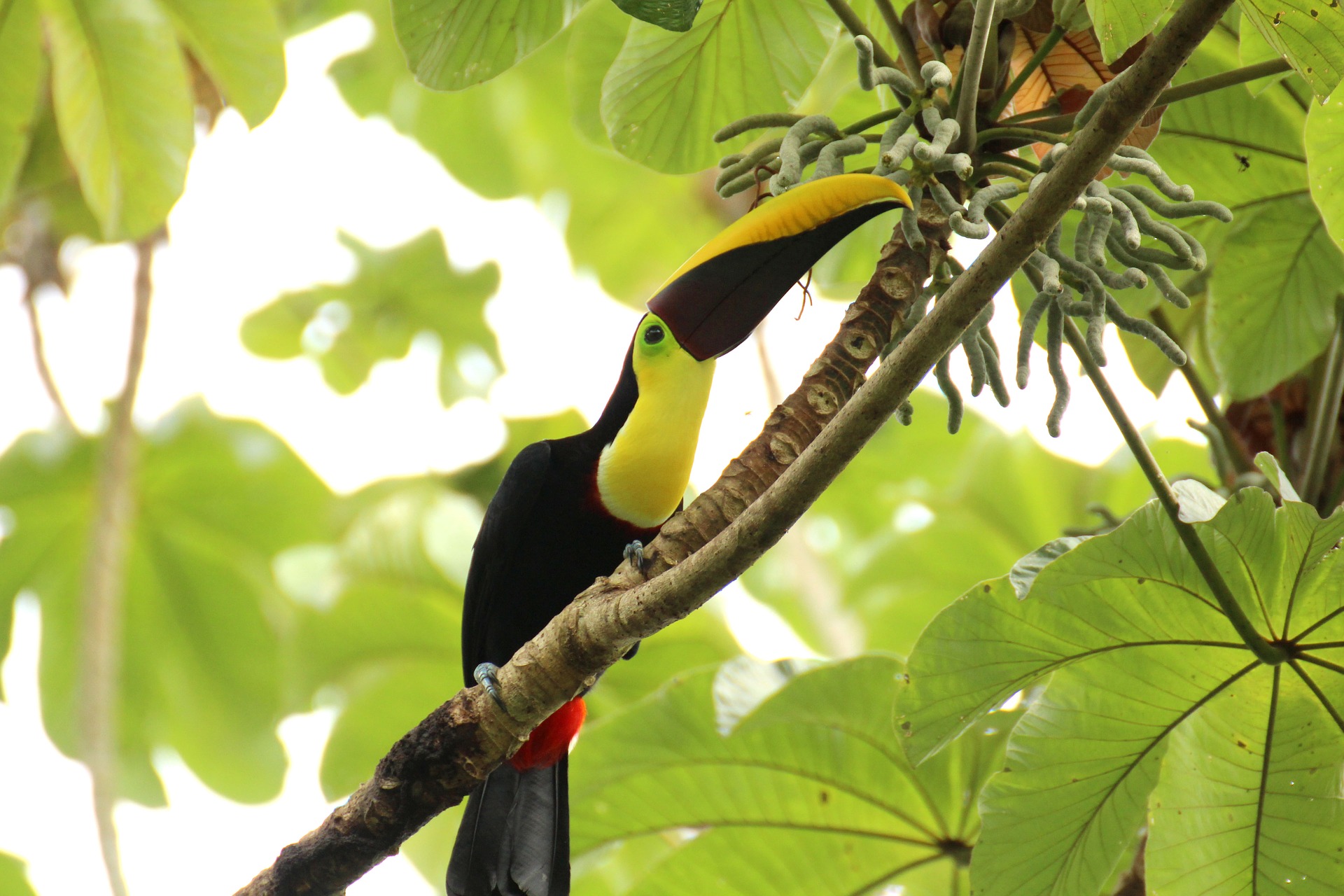 toucan-1972557_1920 toucan-1972557_1920